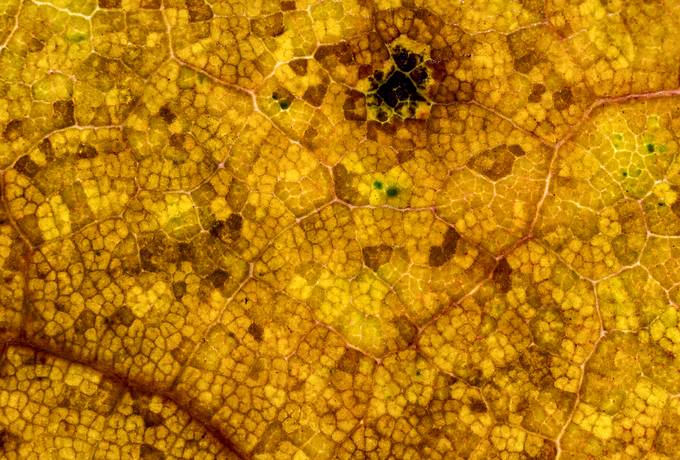 free Yellow Autumn Leaf Closeup texture
