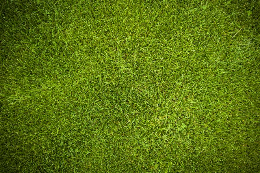 Green Grass Background free texture