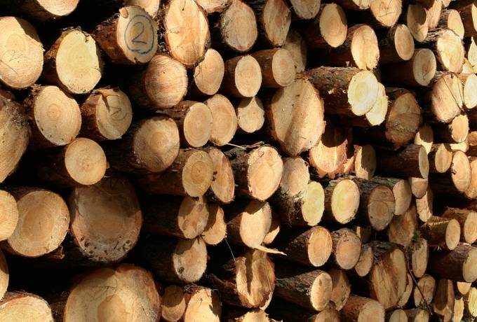 log timber wood