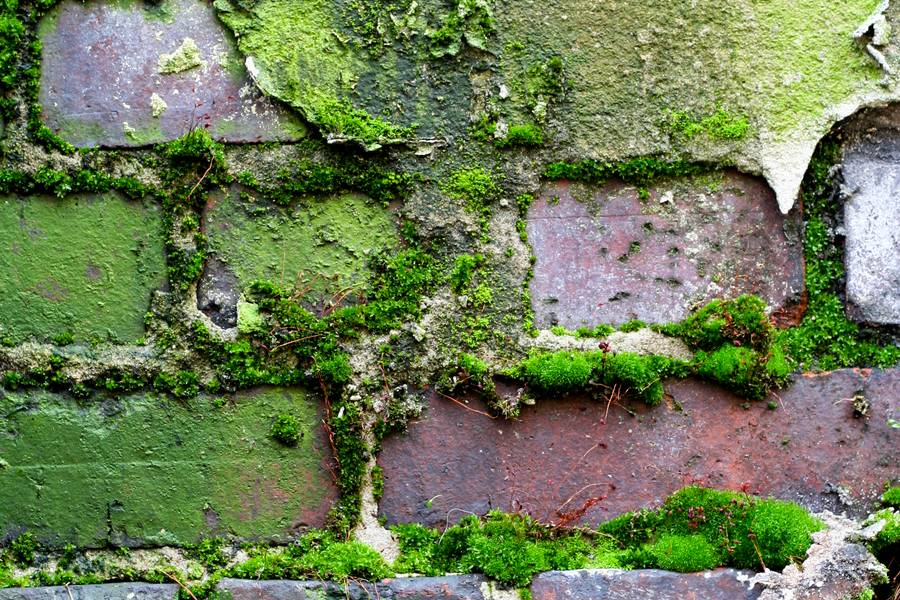 nature wall brick free texture