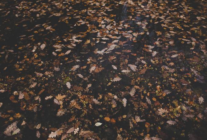 free Autumn Leaves in the Water texture