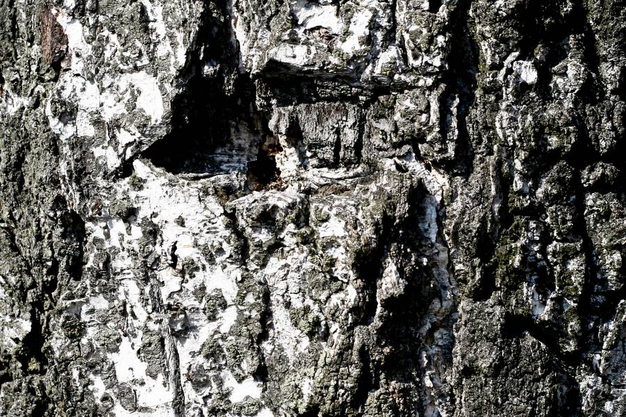 birch bark rough free texture