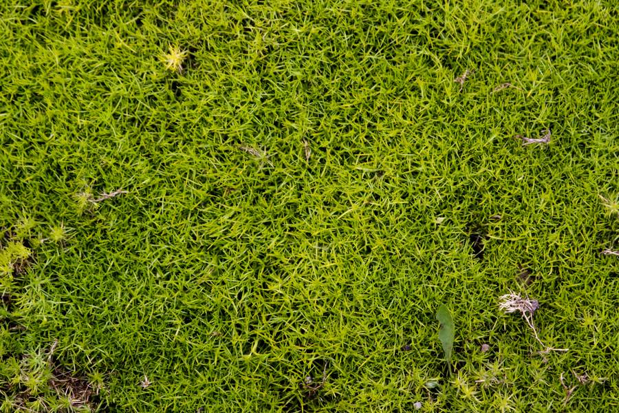 nature green moss free texture