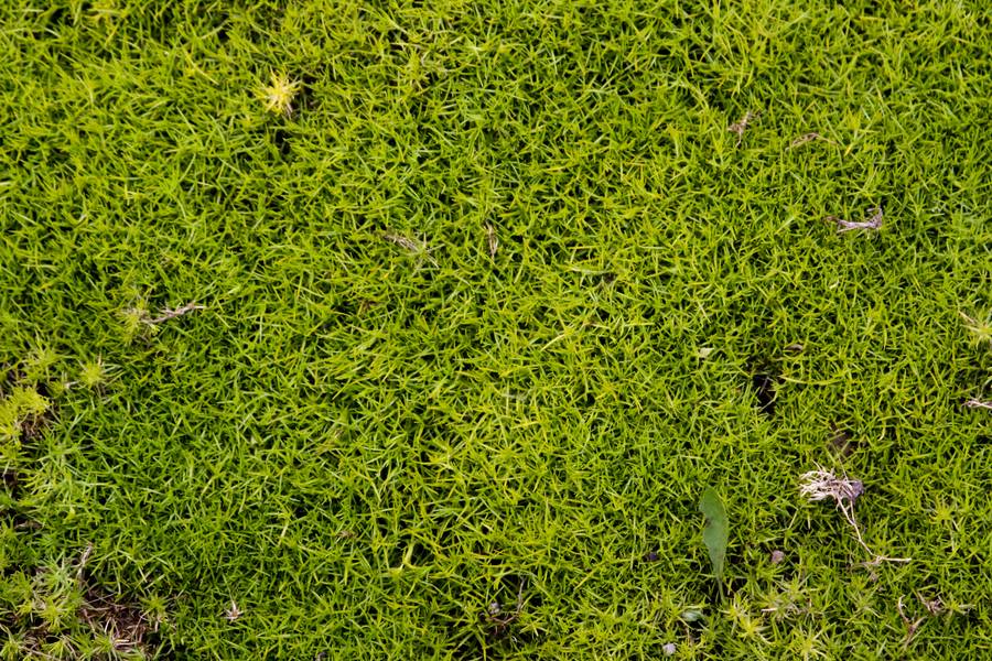 Nature Green Moss - Free Texture