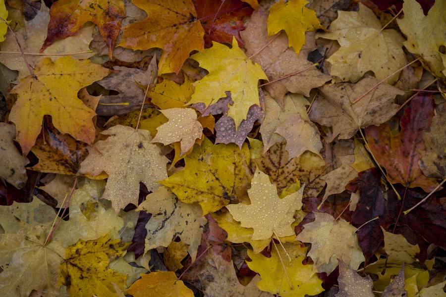 Autumn Maple Leaves free texture