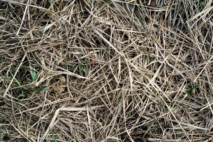 hay dry grass free texture