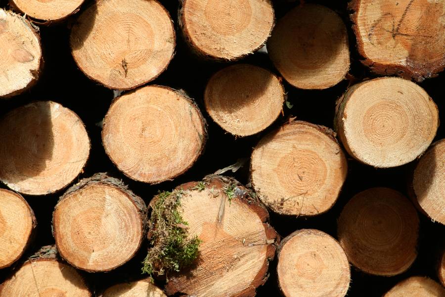 woodpile timber tree free texture