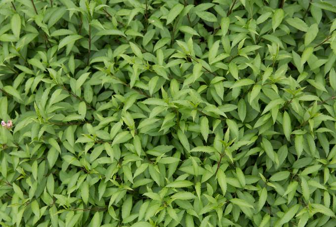 free shrub green nature texture