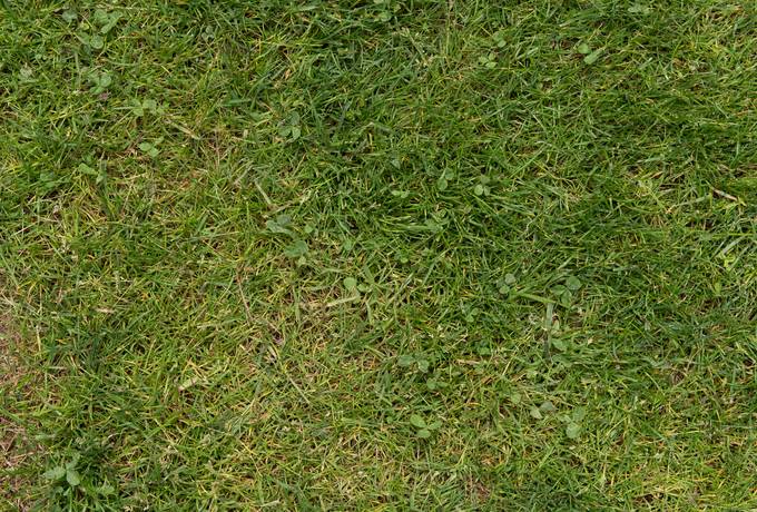 grass lawn green