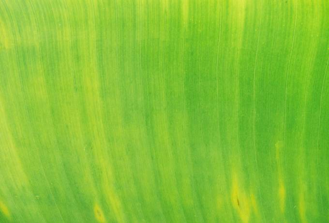 Lime Green Leaf Closeup