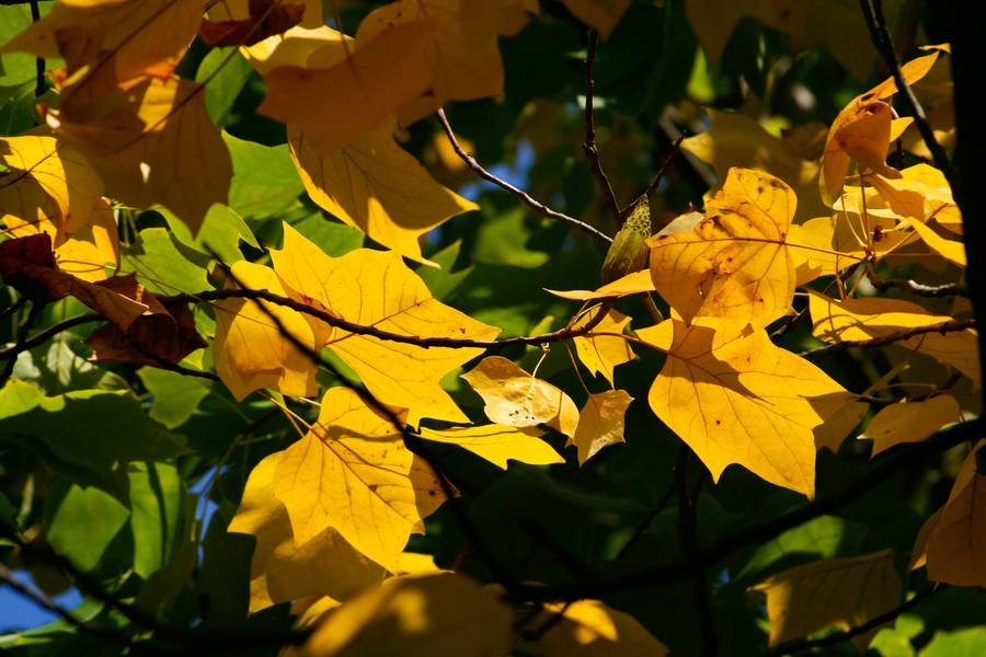 nature autumn leaves free texture