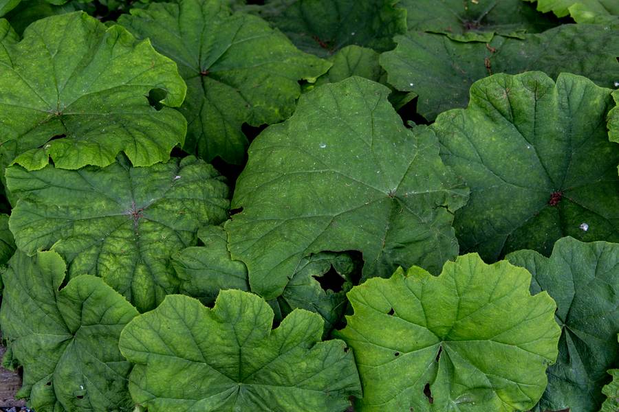 green butterbur leaves free texture