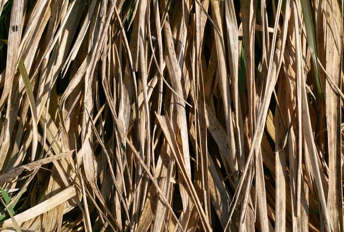 free dry reed nature texture