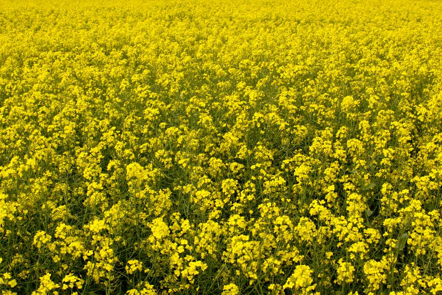 canola nature field free texture