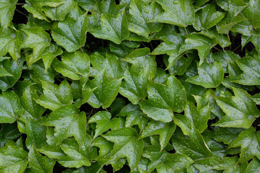 wet leaves ivy free texture