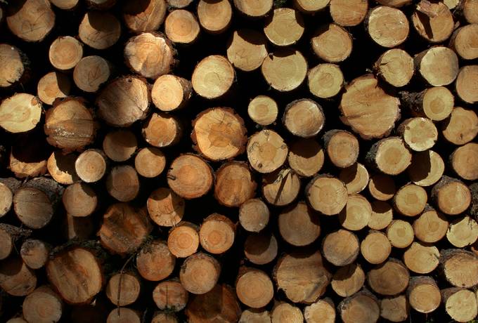 timber log wood