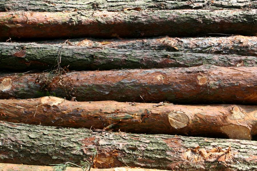 tree bark woodpile free texture