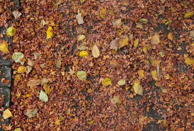 free leaves path park texture
