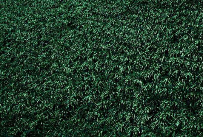 free Green Grass Background texture