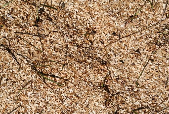 free sawdust wood chips ground texture