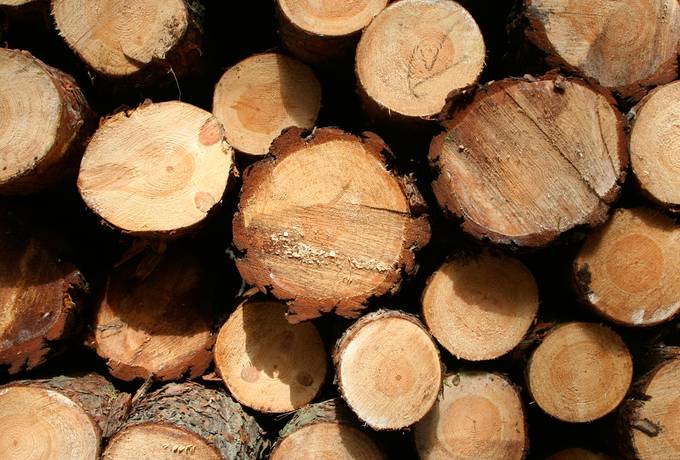 free timber log woodpile texture
