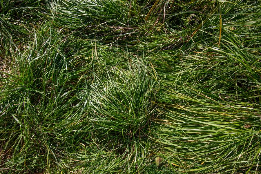 Unmown Grass top View free texture