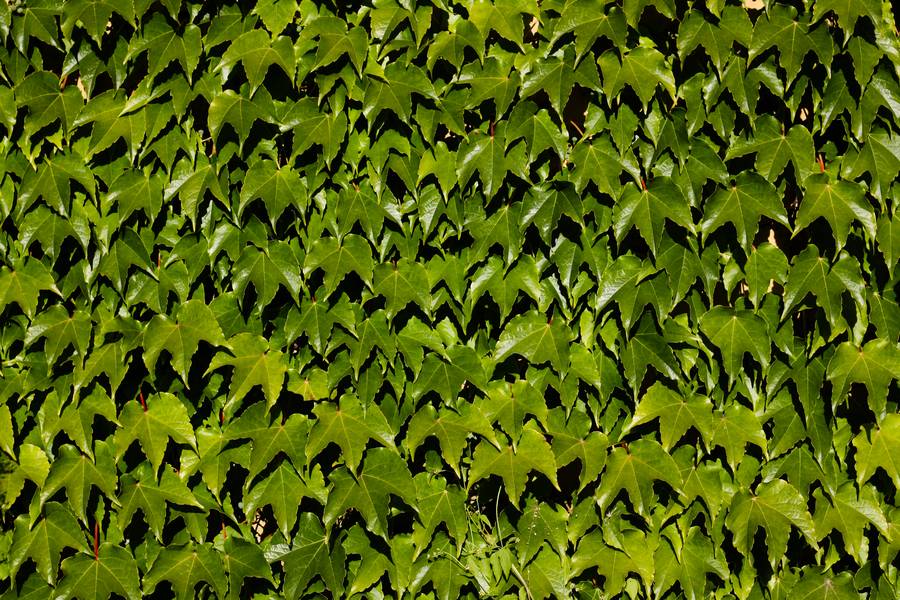 ivy leaves green free texture