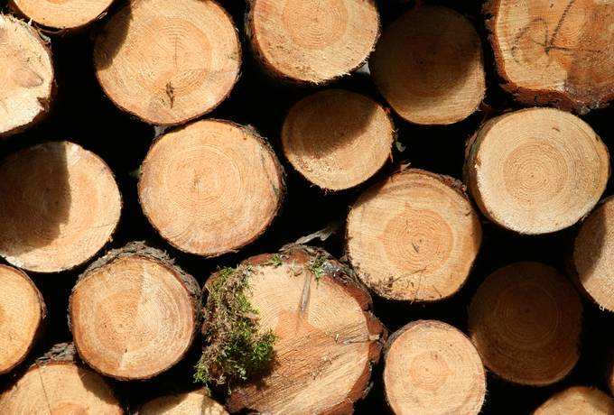 free woodpile timber tree texture