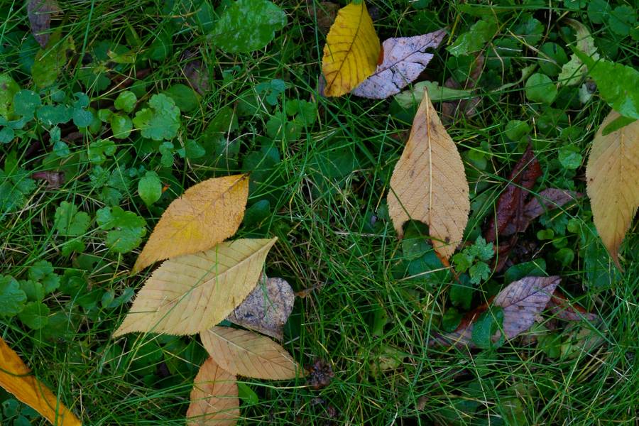 ground autumn nature free texture