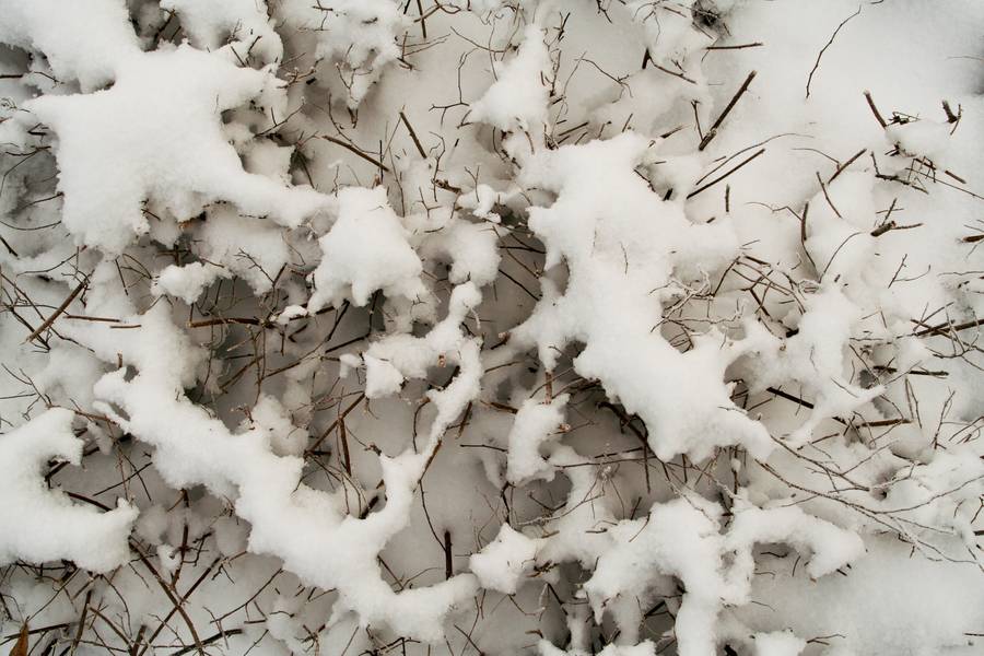 snow nature plant free texture