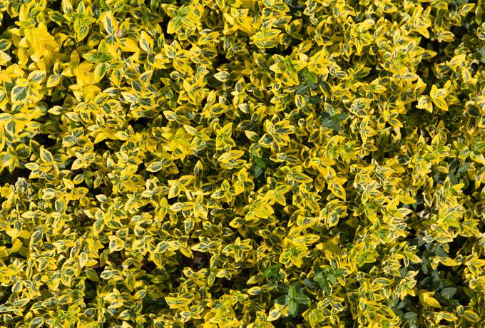 free euonymus fortunei shrub garden texture