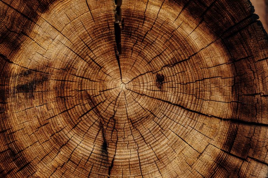 Top Cut of Tree Trunk with Rings free texture