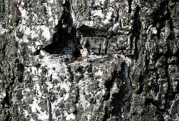 bark birch nature