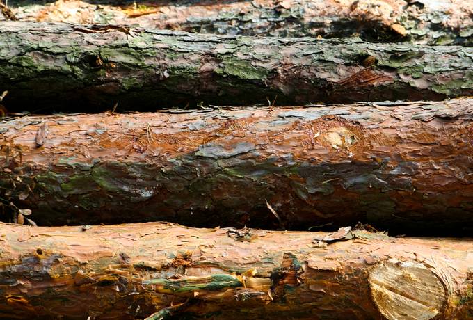 log peeling tree