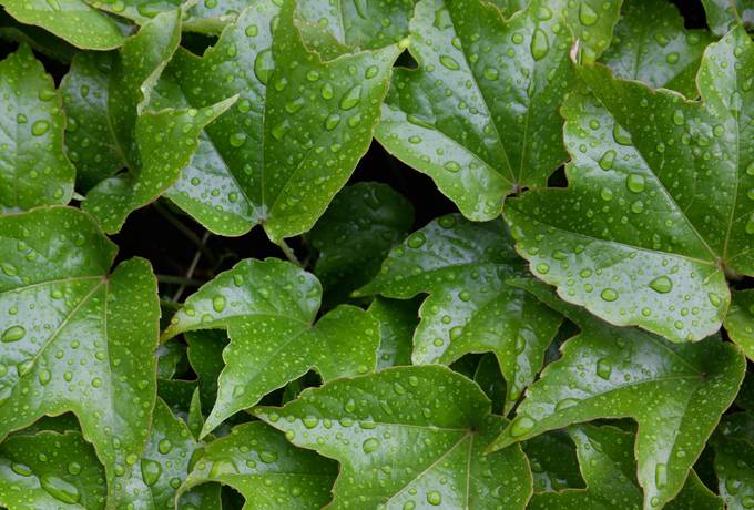 nature ivy leaf