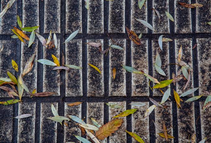 free Wet and Dirty Autumn Pavement with Willow Leaves texture