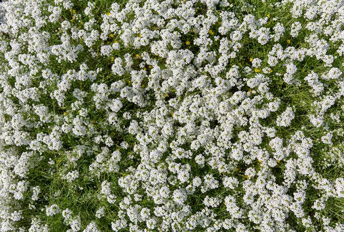 free Tiny White Flowers texture