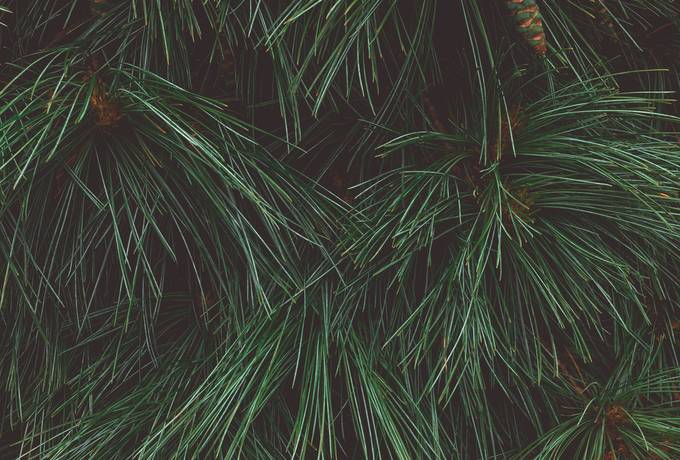 free Pine Branches texture