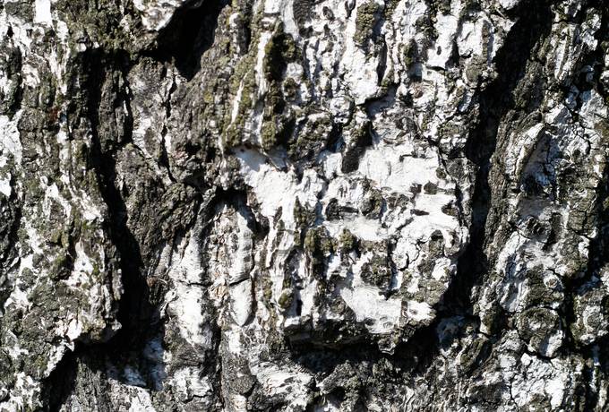 birch bark nature