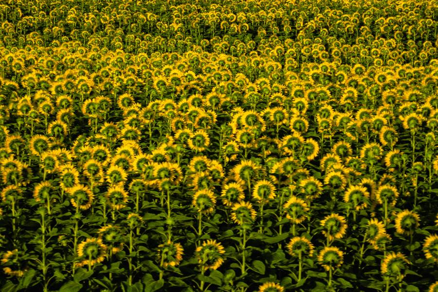 Field of Blooming Sunflowers free texture