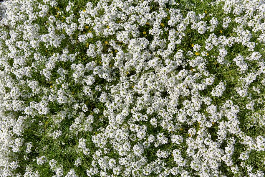 Tiny White Flowers free texture