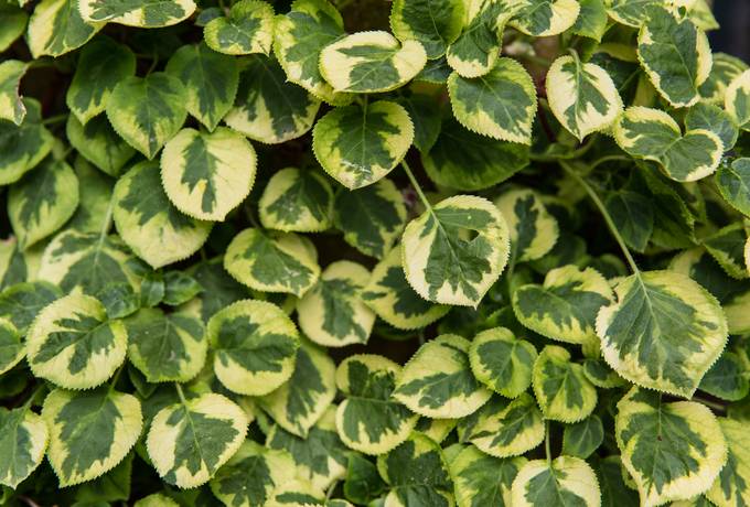 free climbing hydrangea green leaves texture