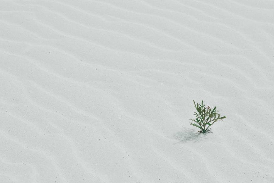 Little Plant on Sand Desert free texture