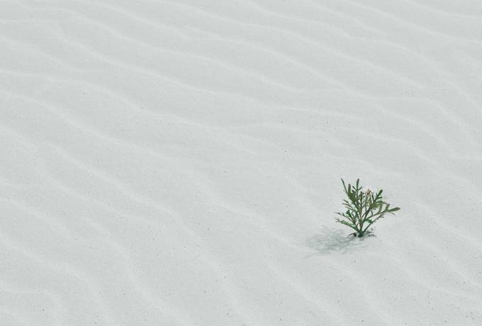 Little Plant on Sand Desert