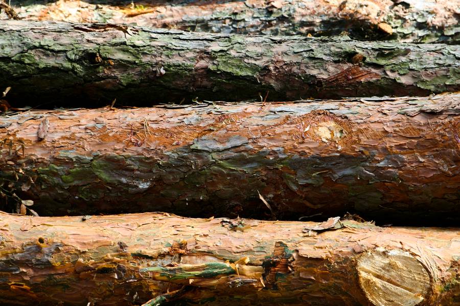log peeling tree free texture