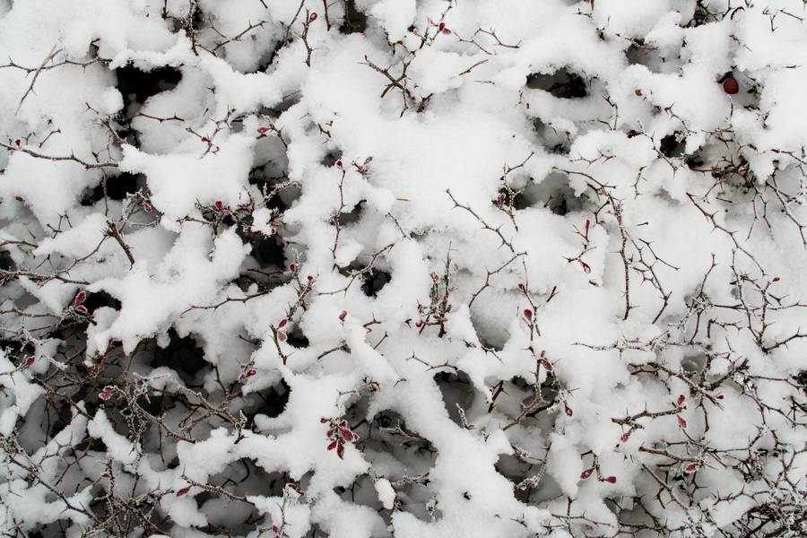 snow bush nature free texture