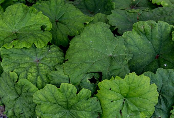 free green butterbur leaves texture