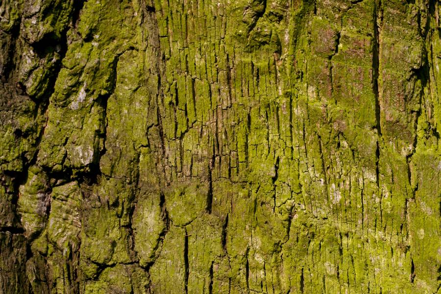 green bark nature free texture