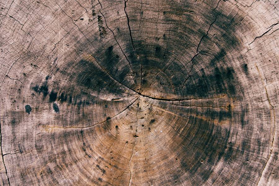 Tree Stump, Crack Wood free texture