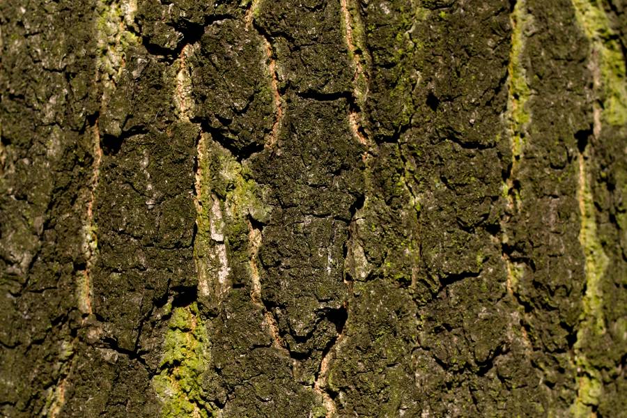 nature tree bark free texture